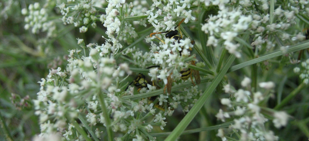 Vespula e Polistes che passano la notte sotto i fiori